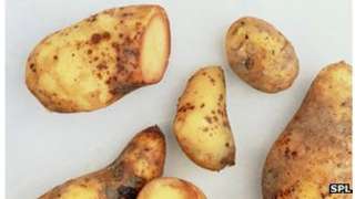 blight potatoes